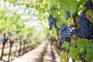 Vineyard & grapes